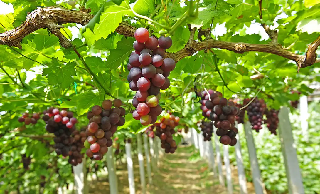 Best Biostimulants for Grapes Compared: Why Choose LYS AAPS